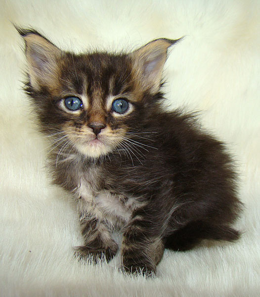     Catsvill County!   !    !       !!!    Catsvill County +7-926-544-74-09     .   ,   ,   ,    ,   ,  ,     ,   -,    ,   !